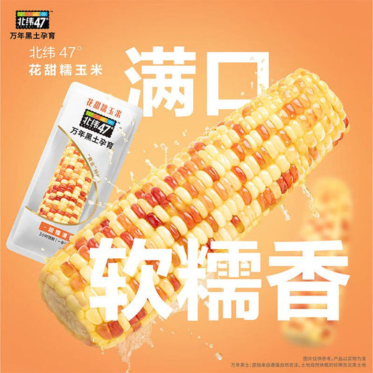 北纬47度花甜糯玉米